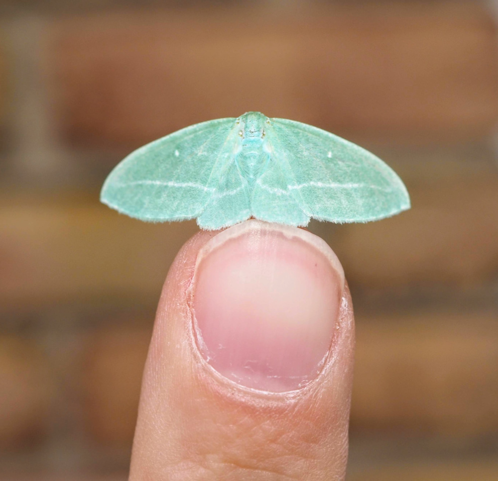 Another great moth name_20220525.jpg